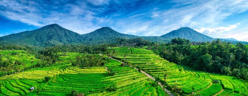 Rice terraces at Jatiluwih, Bali