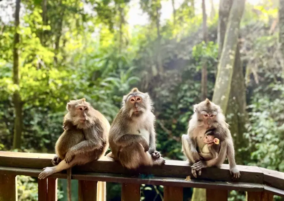 ubud
