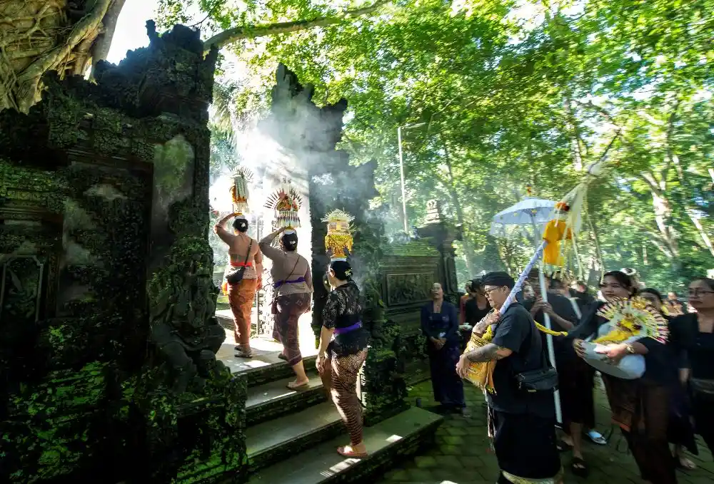 monkey forest shots 2