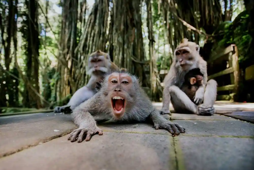 Monkey Forest 3